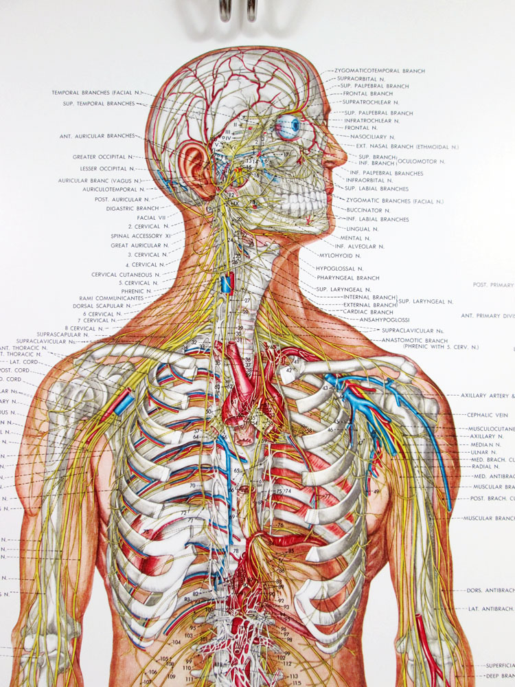 Human Muscular System Vintage Anatomical Posters Musc Vrogue Co